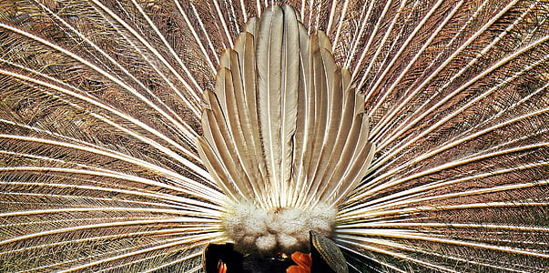 peacock, peacock wheel, bird, nature, spread, beat rad, rear view