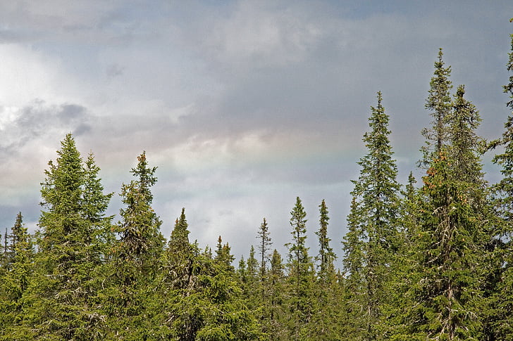 forest, clouds, summer, nature, tree, outdoors, pine Tree