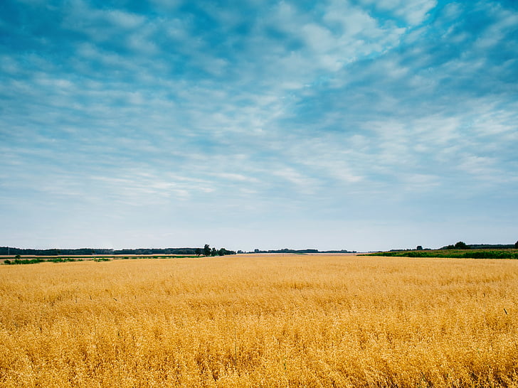 wheat, field, sky, agriculture, cornfield, landscape, nature
