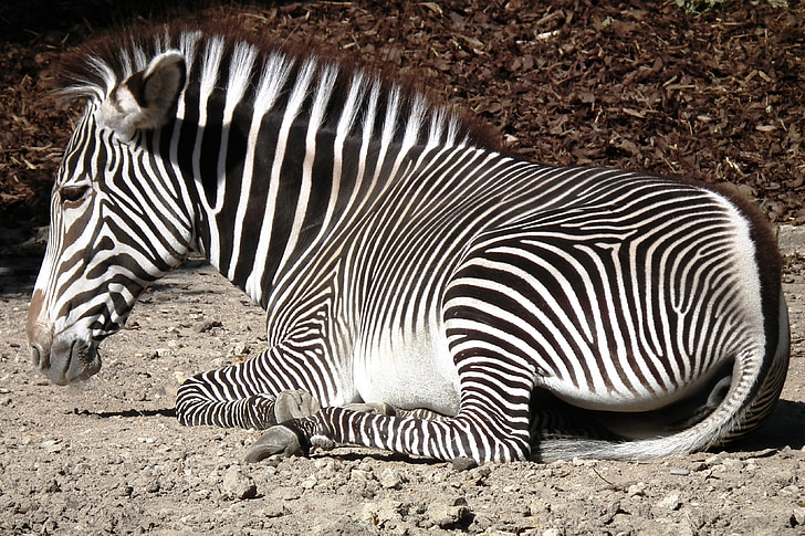 Zebra, sabot, rayé, crinière, noir et blanc