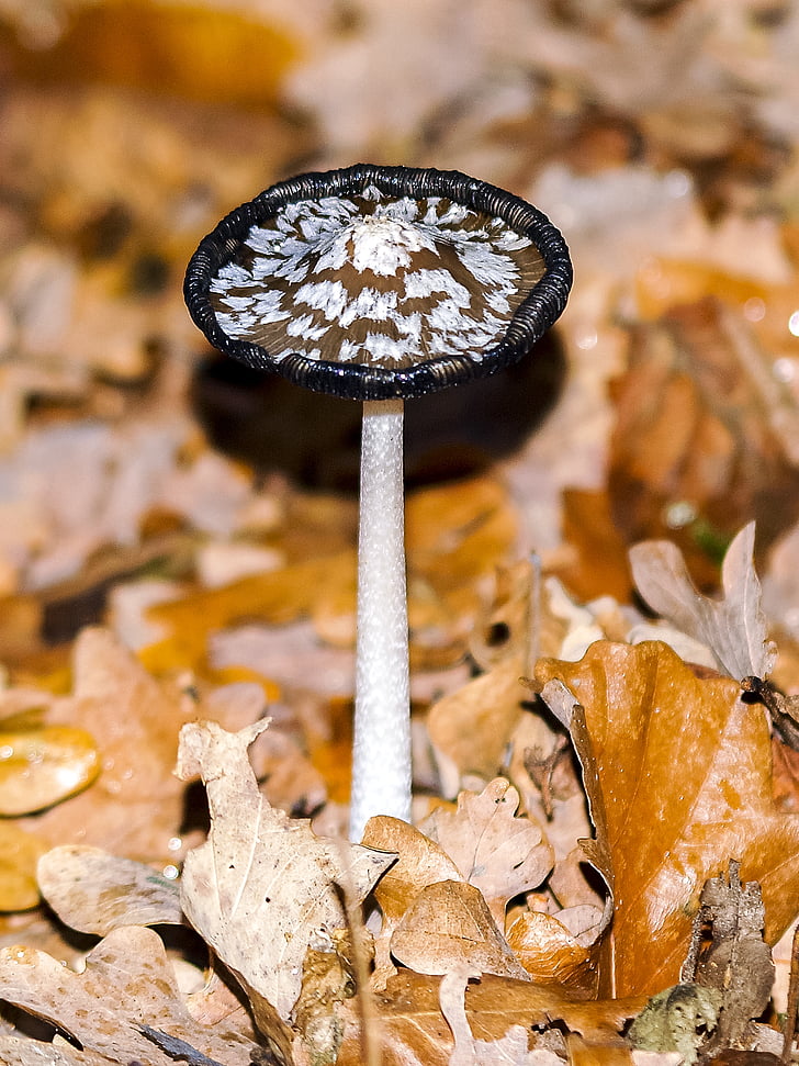 mushroom, forest, autumn, nature