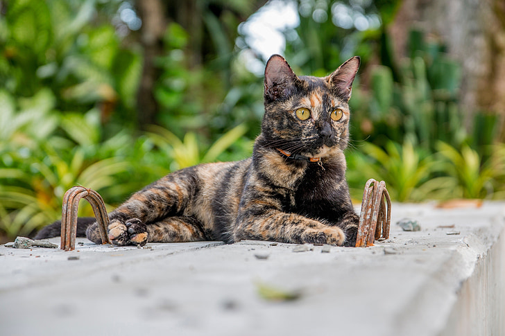 γάτα, γάτα Ταϊλάνδη, Πάρκα