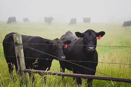 two, black, cow, green, grass, field, animal