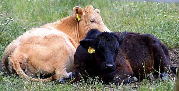 говеждо месо, теле, младите, ливада, Селско стопанство, едър рогат добитък, крава