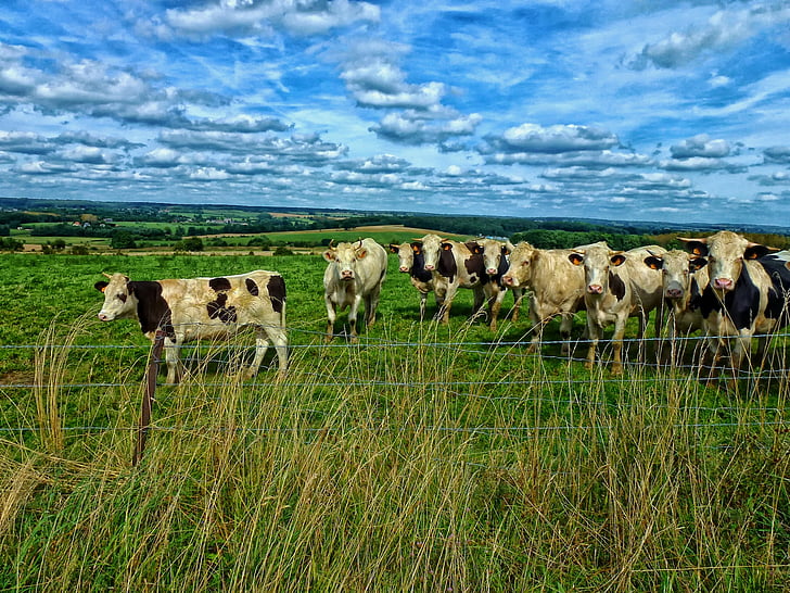 gado, Prado, vacas, pasto, França, paisagem, cênica