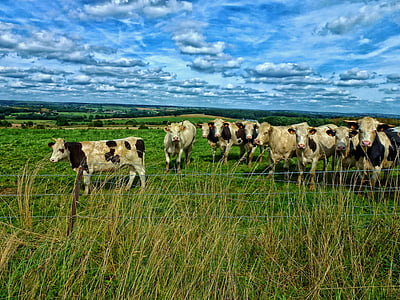 крупный рогатый скот, Луг, коровы, пастбище, Франция, пейзаж, живописные