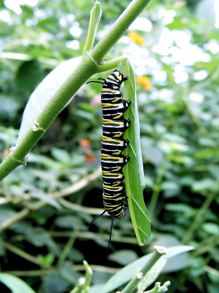 caterpillar, close, green