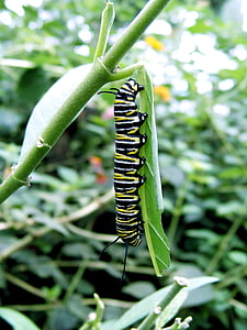 Caterpillar, Lukk, grønn