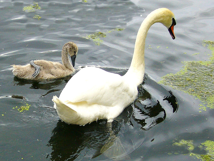 swan, wild bird, nature, wildlife, water, beak, feather