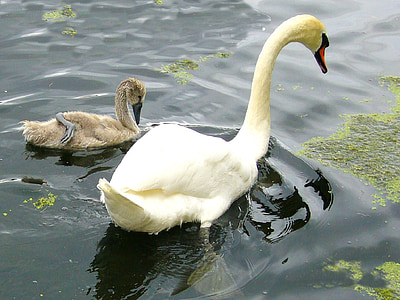 Swan, păsări sălbatice, natura, faunei sălbatice, apa, cioc, pene