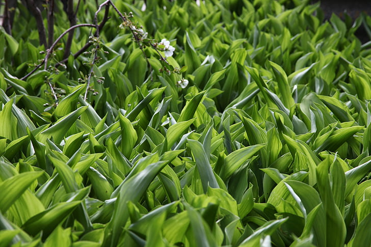 green grass, lilies of the valley, spring, closeup, flora