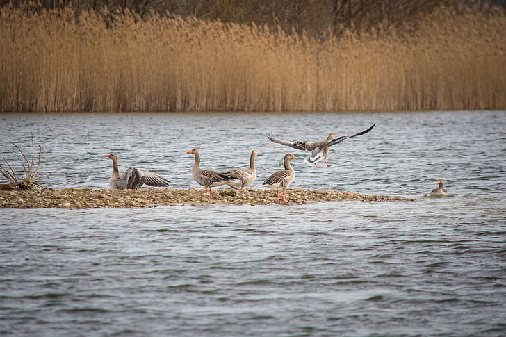 geese, greylag goose, lake, creature, goose, bird, poultry