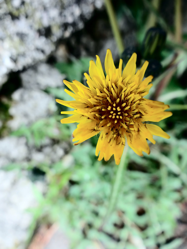 flowers, yellow, flower, plant, green, nature