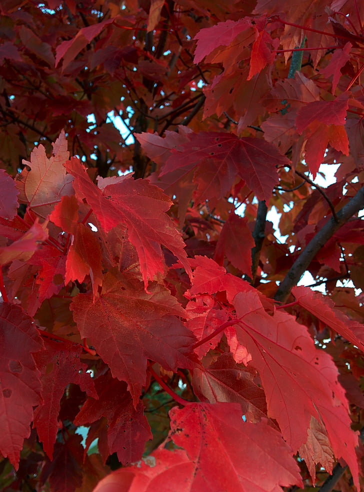 rudenį, medis, lapai, Gamta, rudenį, raudona, sezoninis