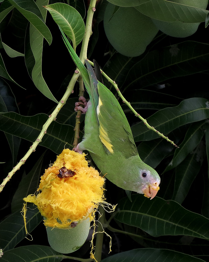 fugl, Parakit, Mango, Tropic, Brasilien, vilde liv