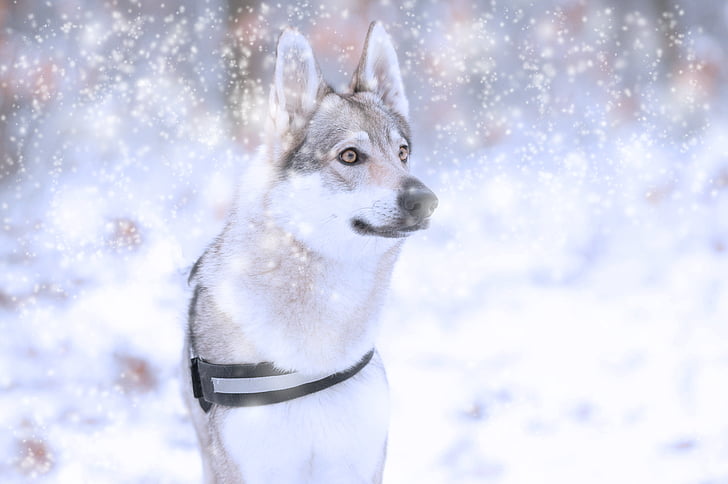 pes, vlčiak, zimné, Príroda, chladom, sneh, jedno zviera