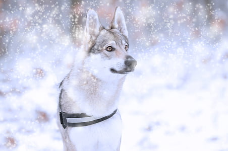 pes, wolfdog, pozimi, narave, hladno temperaturo, sneg, ena žival