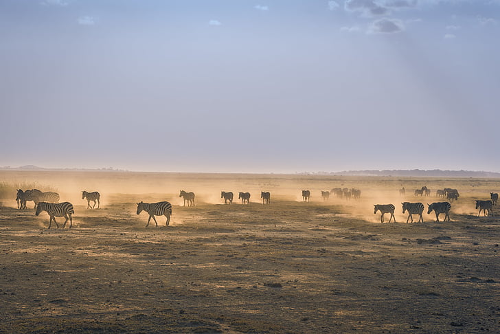 Afrika, dieren, stof, grond, kudde, land, landschap