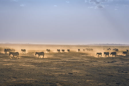 Αφρική, ζώα, σκόνη, έδαφος, κοπάδι, γη, τοπίο