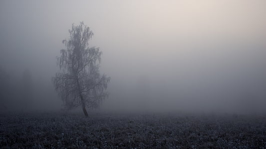 eine, Baum, bedeckt, schwere, Nebel, Landschaft, Natur