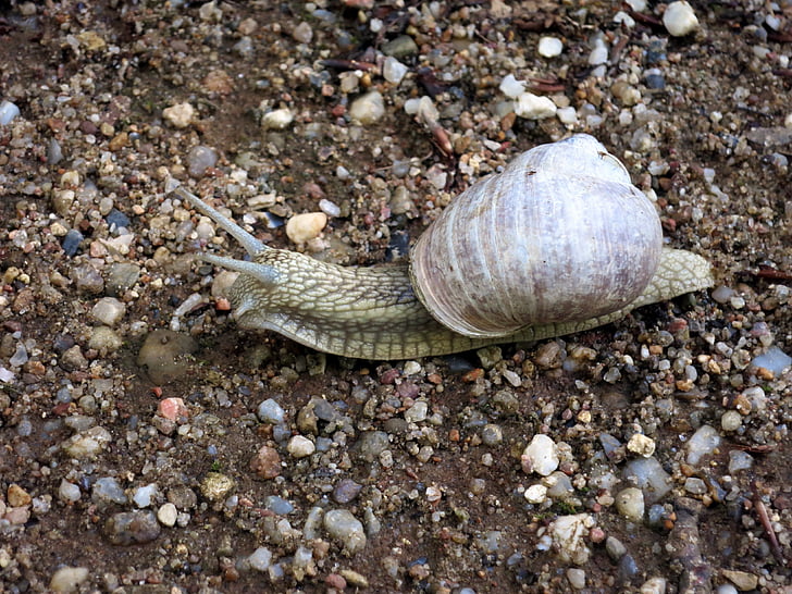 Schnecke, Schale, Mollusk