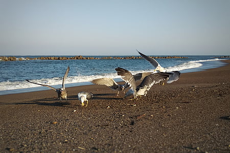 morning, sea, beach, seagull, seabird, wild birds, wild animal