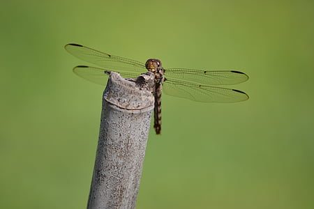 zvíře, Dragonfly, hmyz, makro, křídla, Příroda, detail