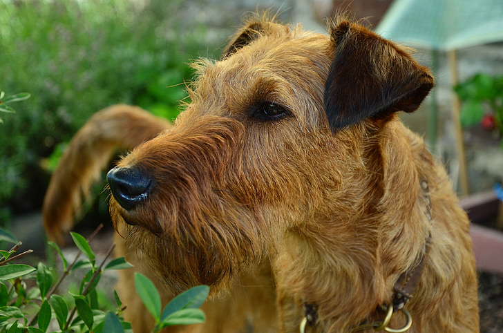 cão, terrier irlandês, hundeportrait, retrato animal, Terrier, animal de estimação, marrom