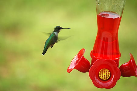 hummingbird, bird, small, feeder, nature, flying, tiny