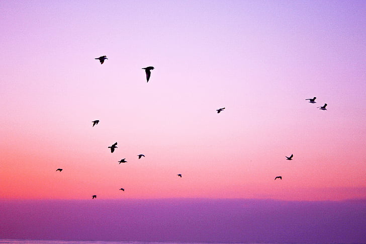 animals, birds, nature, peaceful, pink, purple, sky