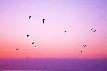 ζώα, πουλιά, φύση, ειρηνική, ροζ, μωβ, ουρανός