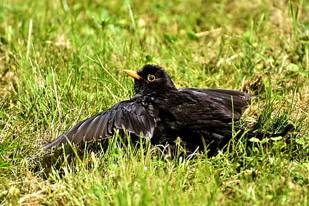 blackbird, bird, black, rest, songbird, nature, animal