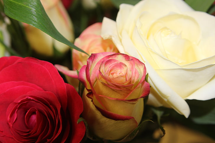цвете, Роза, ваза, китка, флорални, букет, бяло