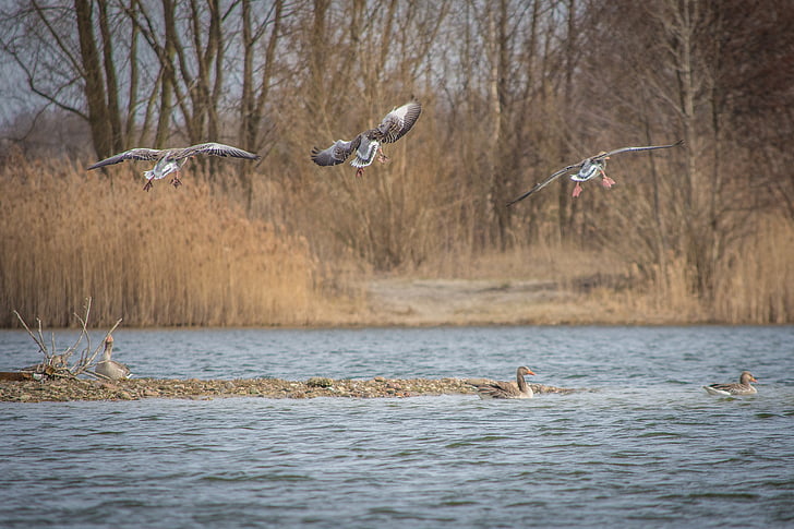 ห่าน, greylag ห่าน, ทะเลสาบ, สิ่งมีชีวิต, ห่าน, นก, สัตว์ปีก
