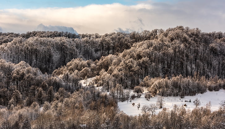 Příroda, krajina, mraky, obloha, stromy, Les, Woods