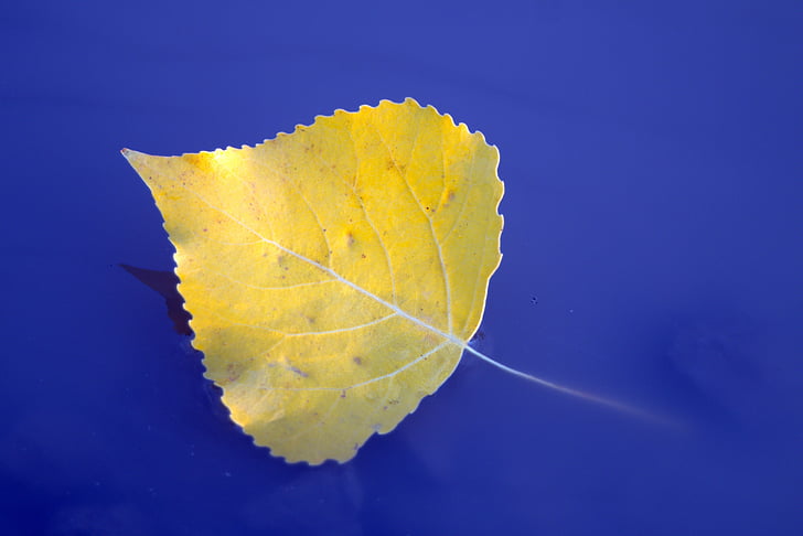 leaf, feather, yellow, water, sunk, floats, autumn