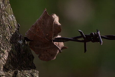 barbed wire, fence, pasture, limit, post, wooden posts, leaf