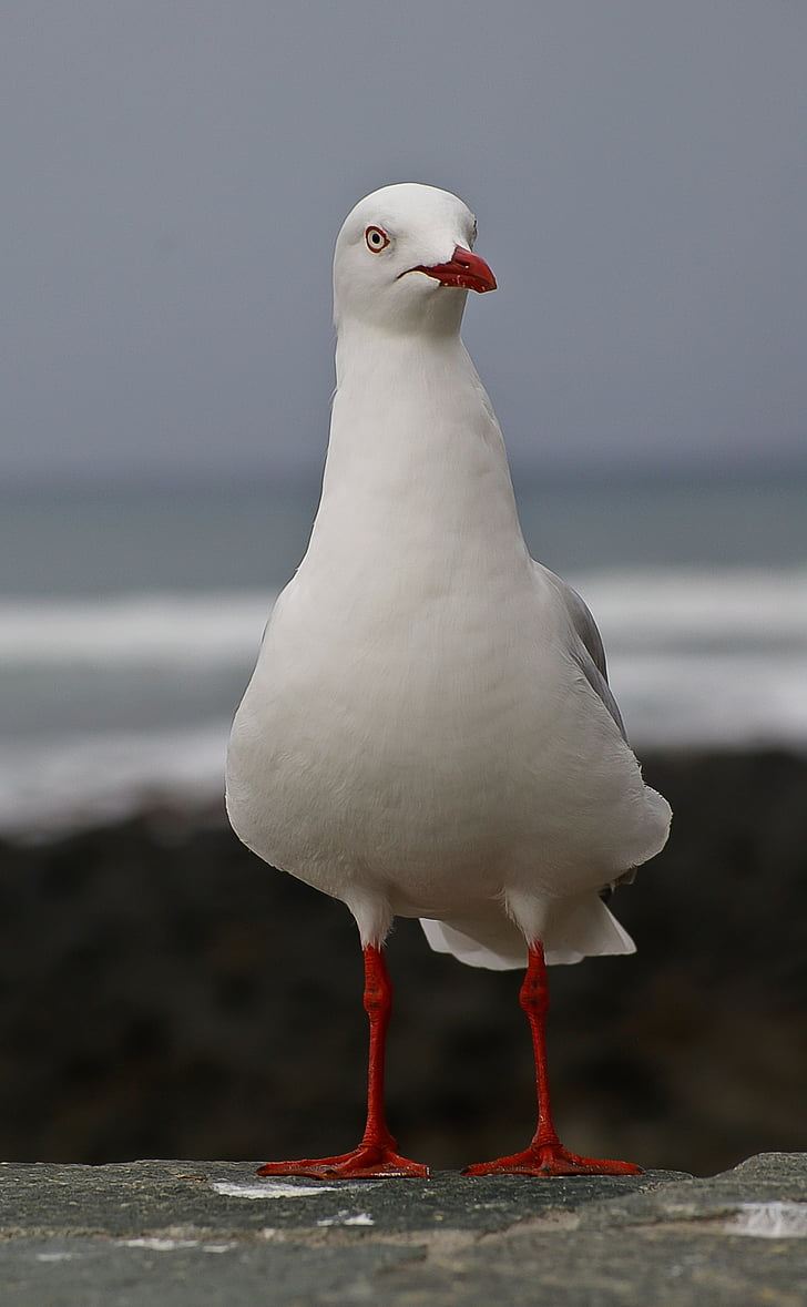 silver gull, bird, seabird, perched, white, red feet, sea