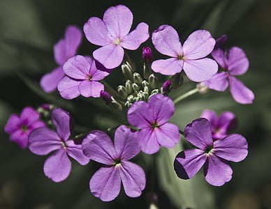 honesty, flower, purple, petal, floral, plant, blossom