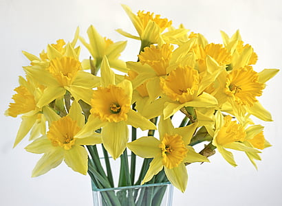 påskeliljer, bukett, våren, blomster, gul, planter, vase