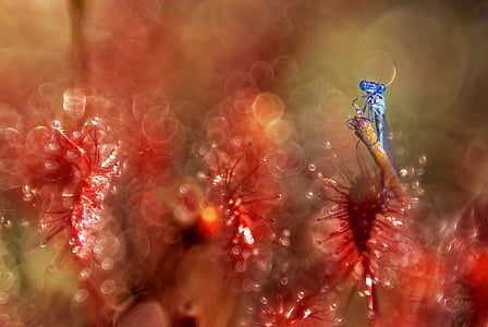 sundew, surreal, atmosphere, red, plant, nature, fantasy