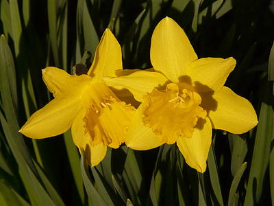 Narcissus, Daffodil, bunga, tanaman, Blossom, mekar, kuning