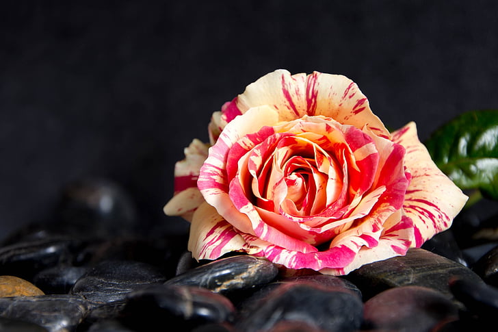 roosa, lill, loodus, Värviline lill, Roosi - lill, kroonleht, Suurendus: