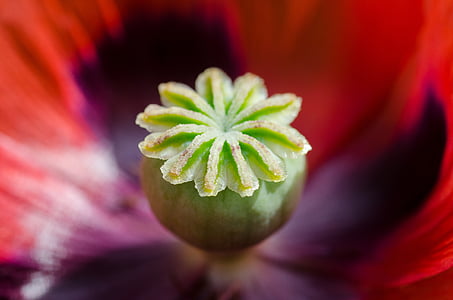 poppy, flower, bud, color, summer, spring, nature