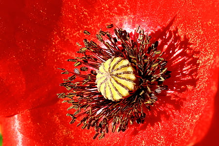 Poppy, merah, bunga opium, Tutup, makro, serbuk sari, musim panas