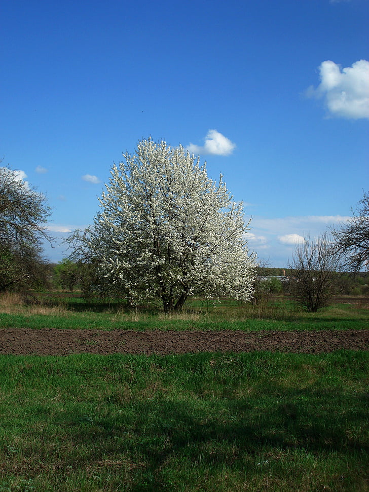 jaro, Kvetoucí strom, obloha, strom, tráva, Příroda, zelená