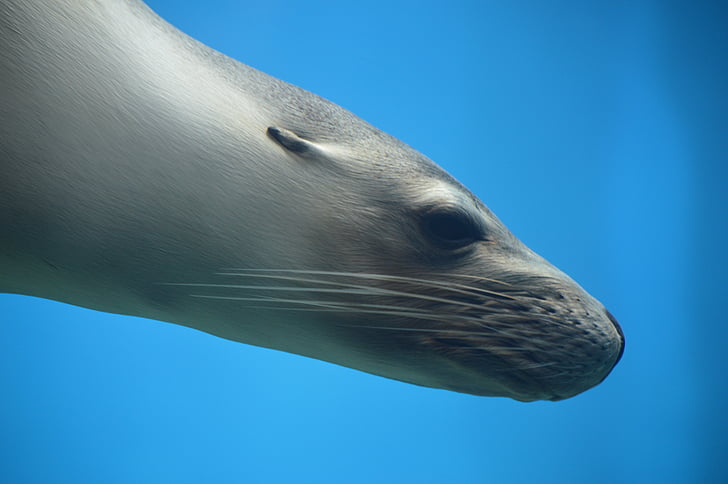 Seal, sæler, Ocean, Wildlife, vand, pattedyr, dyr