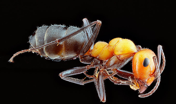formiga, trabalhador, macro, inseto, Bug, vida selvagem, natureza