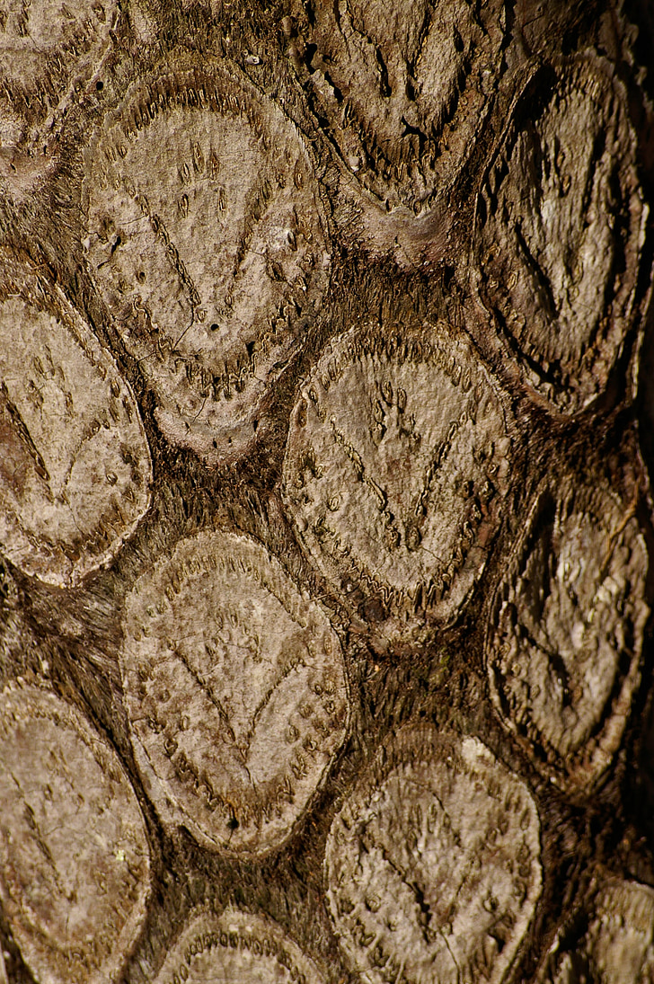 Tree saniainen, Cyathea australis, runko, Queensland, Australia, Metsä, sademetsä