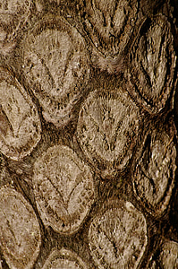 Tree fern, Cyathea australis, trunk, Queensland, Australien, skogen, regnskog